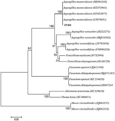 Morphological and Transcriptomic Analysis Reveals the Osmoadaptive Response of Endophytic Fungus Aspergillus montevidensis ZYD4 to High Salt Stress